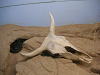 s_A_PICT0054_thumb.png